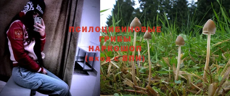 Псилоцибиновые грибы MAGIC MUSHROOMS  Новоалтайск 